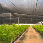 Tela Sombreamento 35% Sombrite 2,00 x 50 metros Horta Sombra