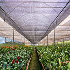 Tela Sombreamento 35% Sombrite 2,00 x 50 metros Horta Sombra