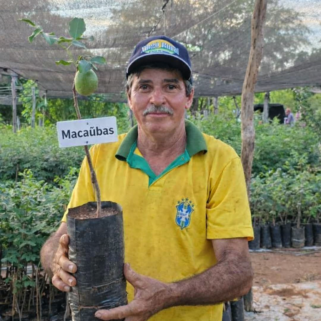 Muda de Umbu Gigante Lontras