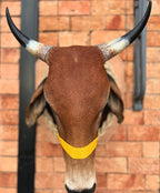 Cabeça de Boi