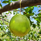 Muda de Umbu Gigante Lontras