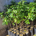 Muda de Umbu Gigante Lontras