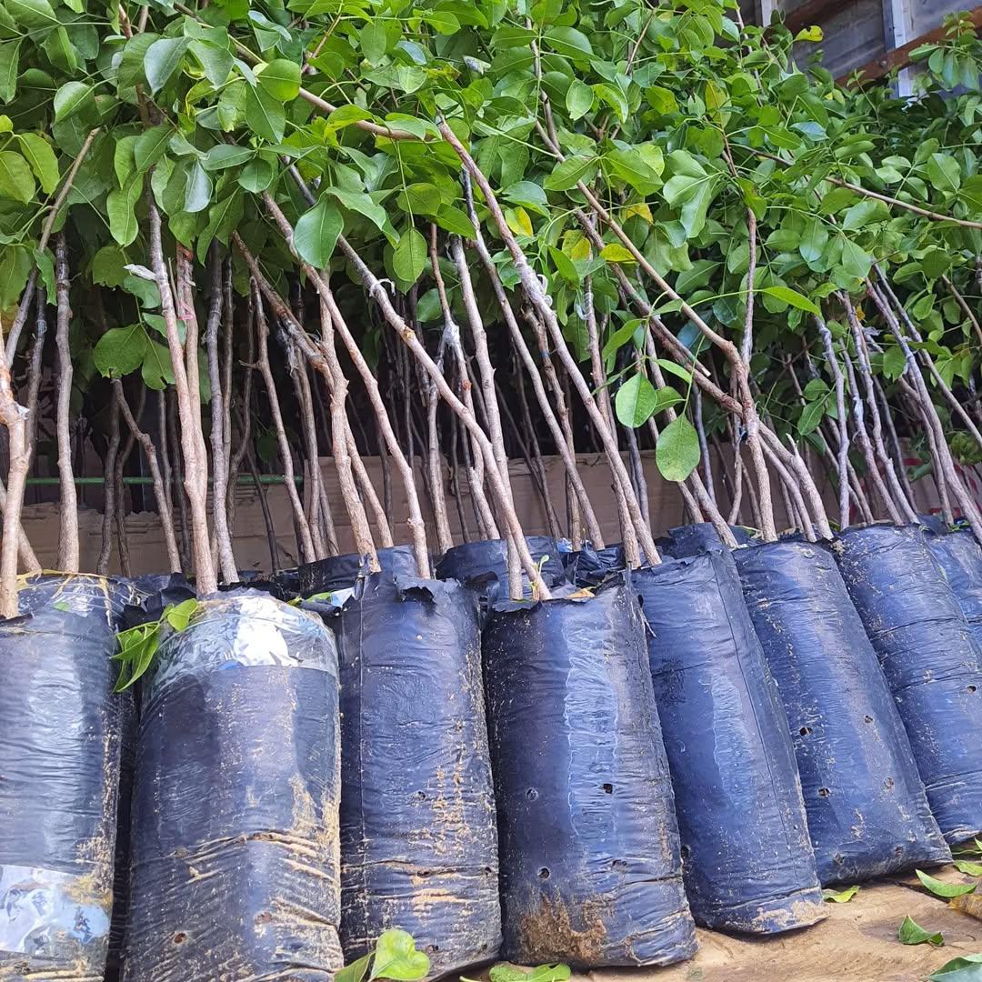 Muda de Umbu Gigante Lontras