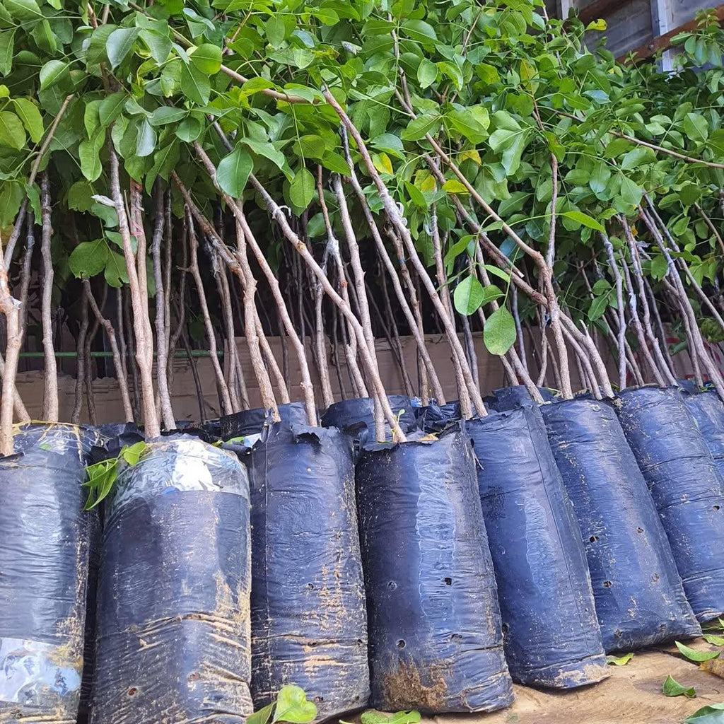 Muda de Umbu Gigante – América Dourada ENXERTADA