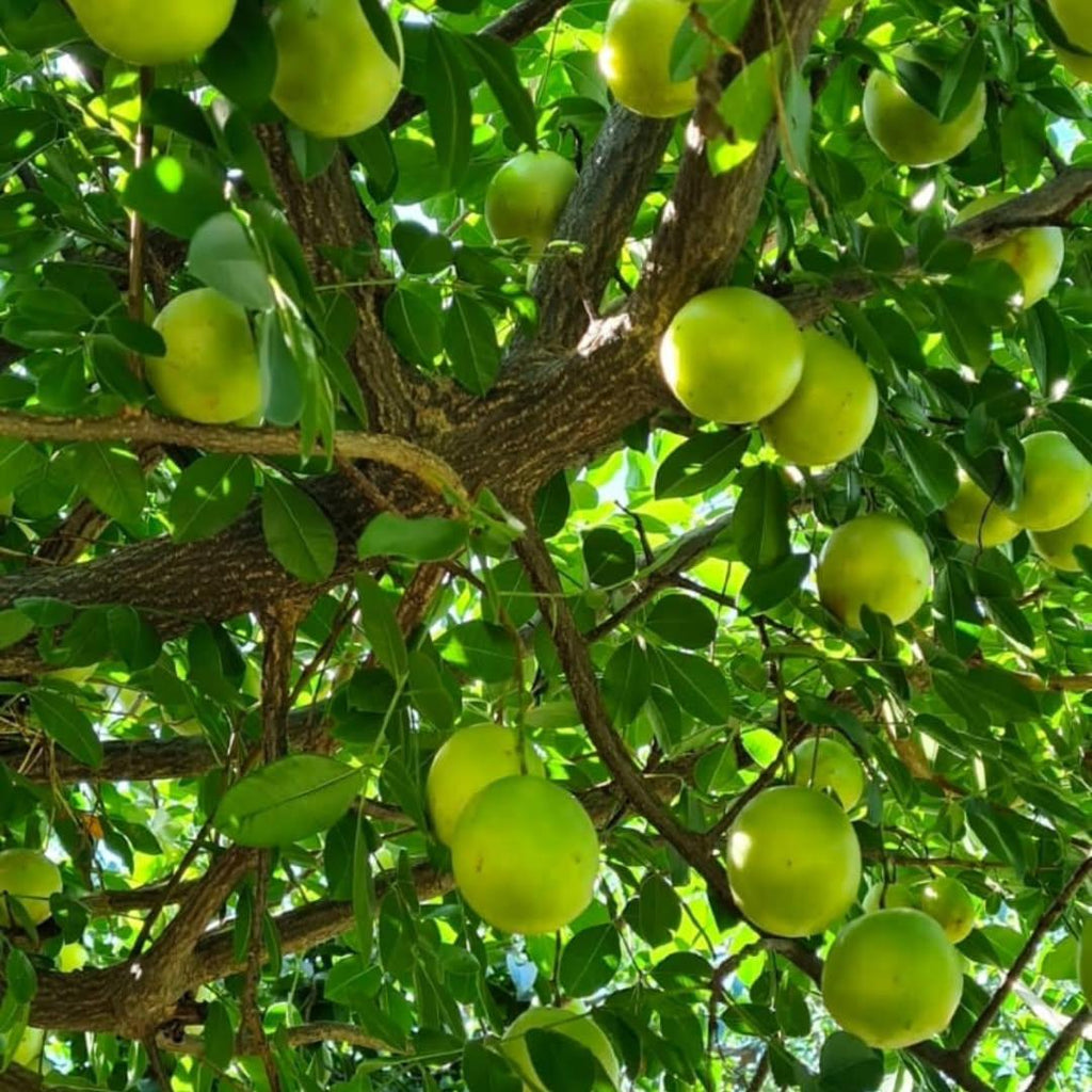 Muda de Umbu Gigante – América Dourada ENXERTADA