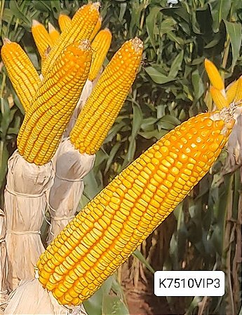 Semente milho 3066 BTMAX - Resistente Milho Verde e Silagem - 1.000 sementes