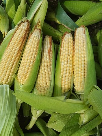 Semente milho 3066 BTMAX - Resistente Milho Verde e Silagem - 10.000 sementes