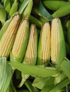 Semente milho 3066 BTMAX - Resistente Milho Verde e Silagem - 10.000 sementes