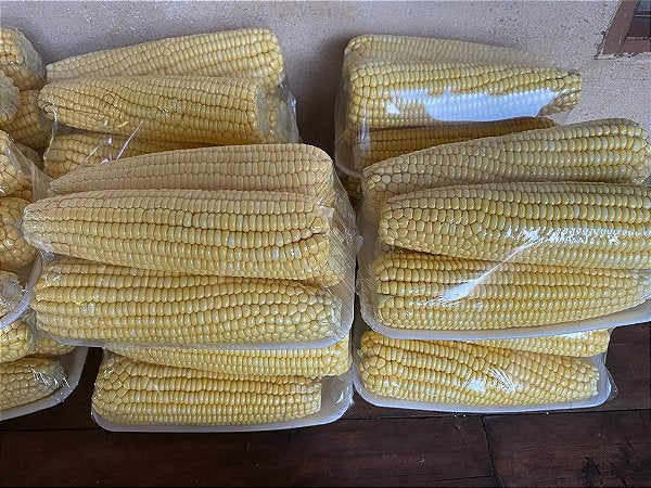 Semente milho 3066 BTMAX - Resistente Milho Verde e Silagem - 10.000 sementes