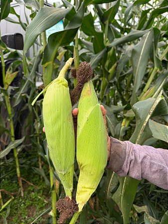 Sementes De Milho Híbrido 3066 BTMax - 2 Kg Alta tecnologia