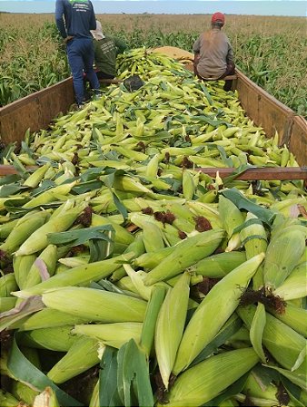 Semente milho 3066 BTMAX - Resistente Milho Verde e Silagem - 10.000 sementes